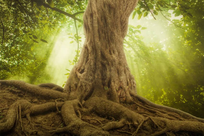 Yggdrasil Yggdrasil