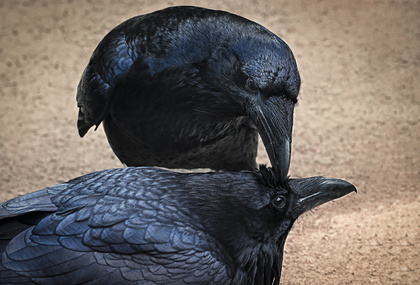 Krähen Krähen
