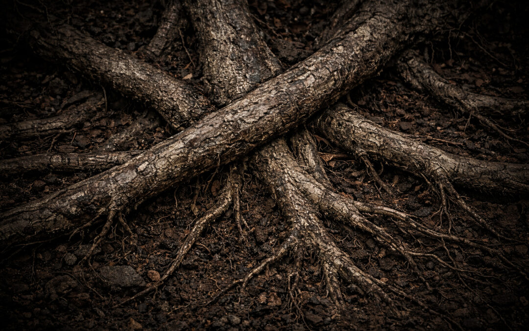 Verborgene Fäden der Ahnen